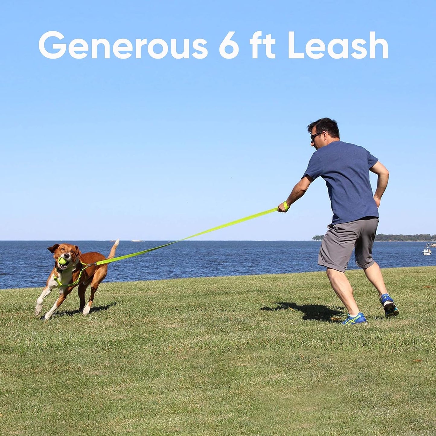 6 Foot Reflective Dog Leash, Extra Small 